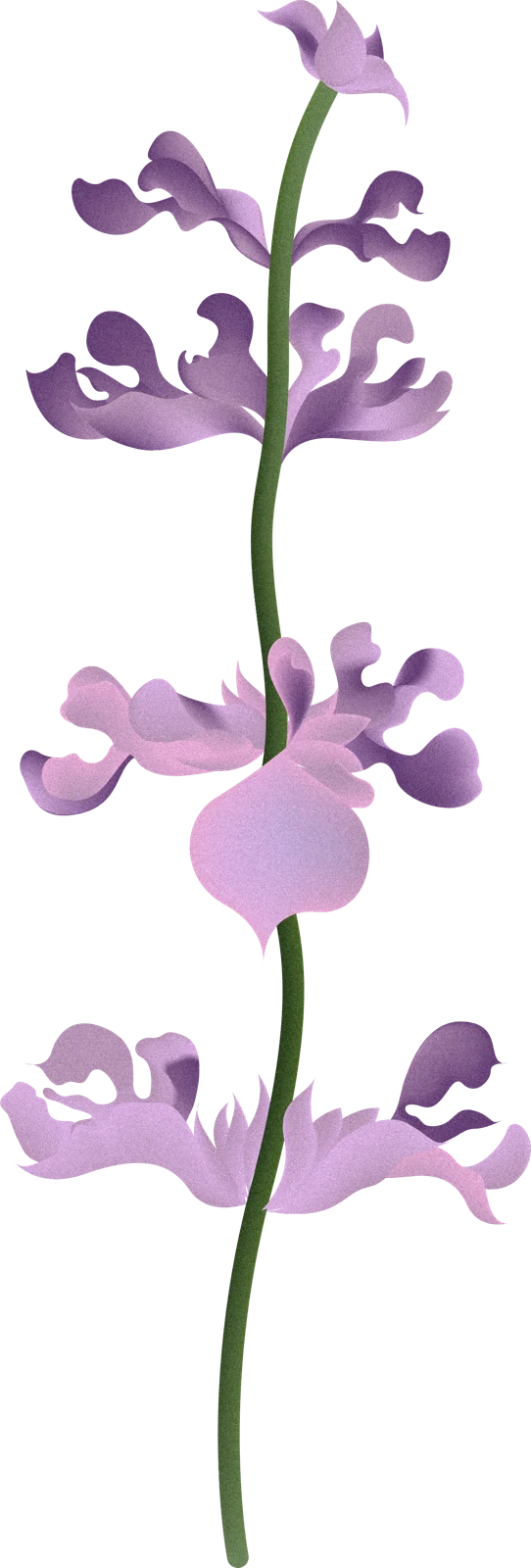 클라리세이지 일러스트