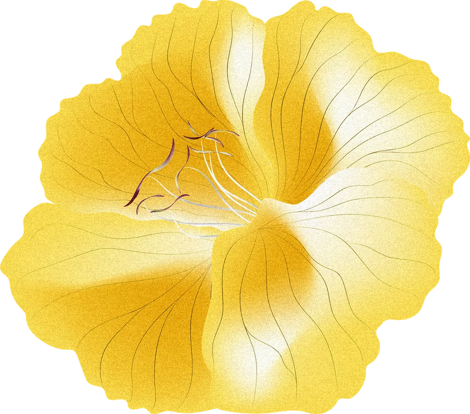 달맞이꽃 일러스트